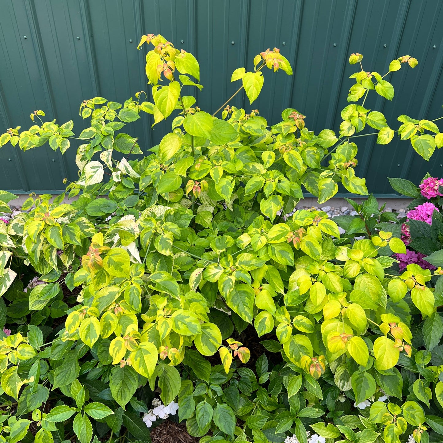 A Golden Shadows® Pagoda Dogwood with yellow-green leaves grows in a garden bed bordered by a metal wall, while nearby plants with dark green leaves and pink flower clusters add vibrant color. - Photo Property of Garden Crossings LLC