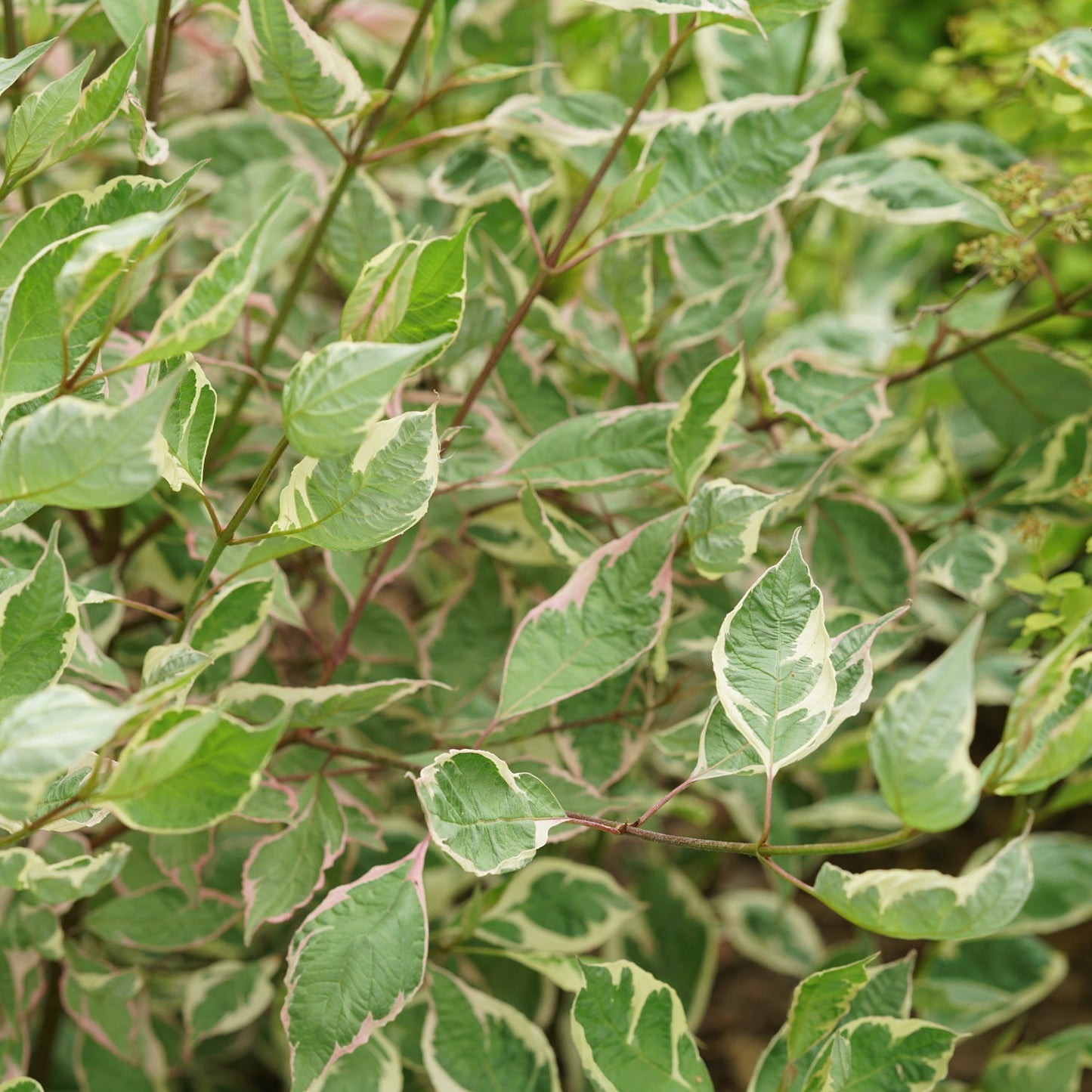 Sgt. Pepper® Dogwood (Cornus) features green and white variegated leaves with pink highlights on colorful stems, creating lush, vibrant foliage that makes a striking addition to any garden - Photo Courtesy of Proven Winners, Inc.