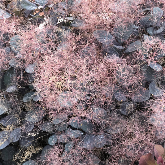 Winecraft Black® Smokebush (Cotinus) - Photo Property of Garden Crossings LLC