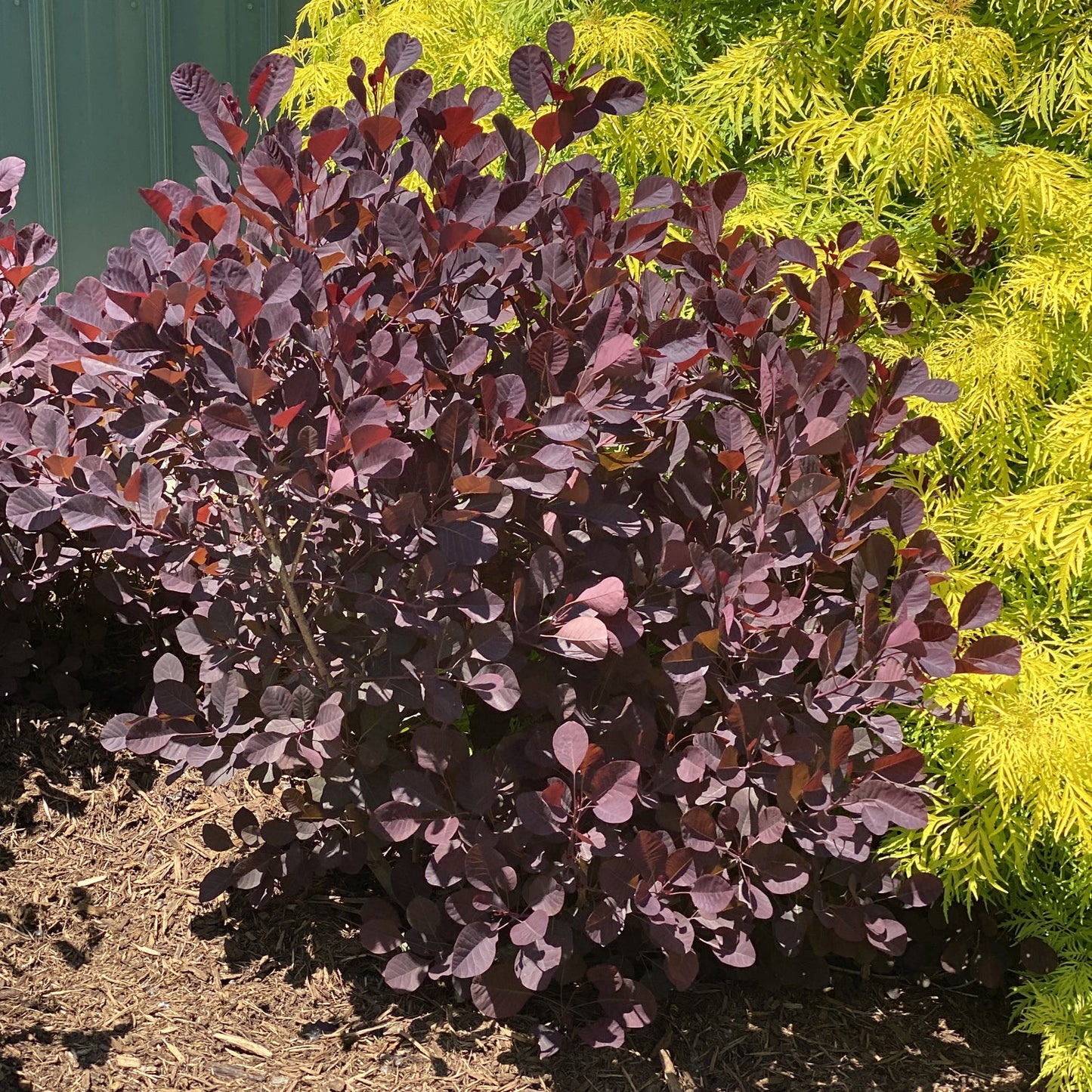 A Winecraft Black® Smokebush (Cotinus), with deep purple rounded leaves, grows in mulch beside yellow-green feathery foliage and a light teal wall in bright sun - Photo Property of Garden Crossings LLC.