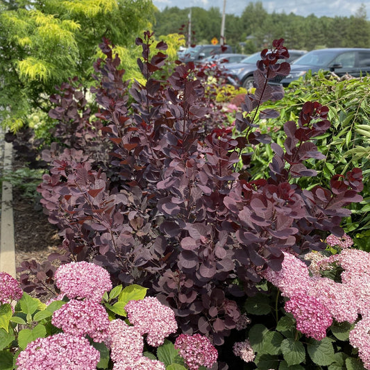 A garden bed with Winecraft Black® Smokebush, a deer-resistant shrub with deep purple leaves, set behind pink hydrangea clusters and lush greenery, with a parking lot and trees in the background - Photo Property of Garden Crossings LLC.