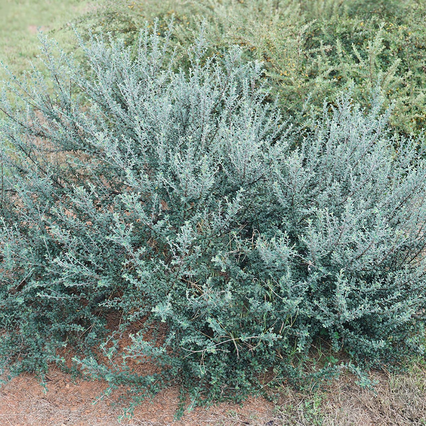 Top-down view of Silverstone™ Cotoneaster is a dense, low-growing shrub with thin, silvery-green branches and small leaves. It thrives in reddish soil and is fire blight resistant, often showing abundant greenery in the background - Photo Courtesy of Proven Winners, Inc.