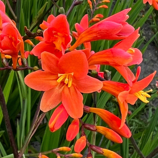 Close-up of Peach Melba Montbretia (Crocosmia) with bright orange blooms with long, slender green leaves. This photo shows open flowers displaying vibrant yellow stamens and some buds still waiting to unfurl - Photo Courtesy of Walters Gardens, Inc.
