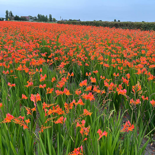 Peach Melba Montbretia (Crocosmia) - Photo Courtesy of Walters Gardens, Inc.