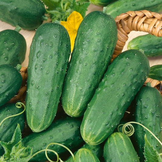 Fresh Pickles' Cucumber (Cucumis) features bumpy green cucumbers clustered in and around a basket, with curly tendrils and a yellow flower - Photo Courtesy of Burpee