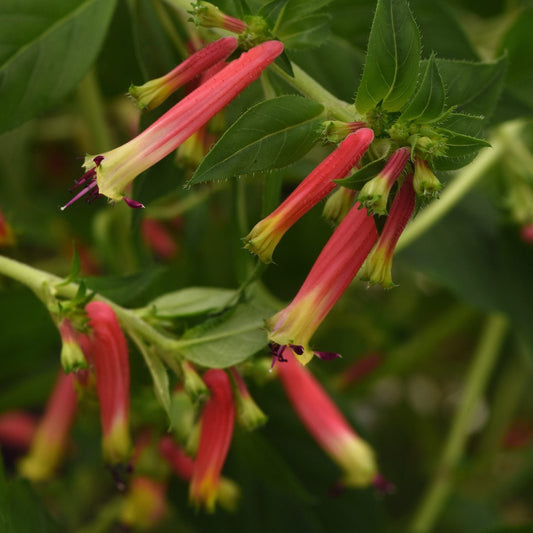 Close-up of Honeybells Cuphea features clusters of vibrant red and yellow, trumpet-shaped flowers with green leaves - Photo Courtesy of Ball Horticulure, Inc. Decorative pot not included.