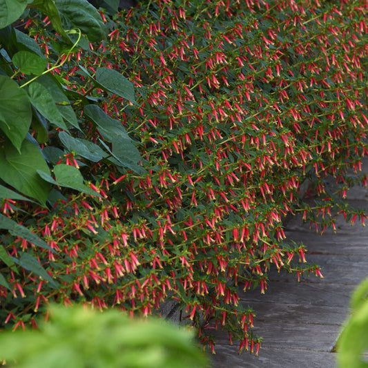Honeybells Cuphea, a dense shrub with tubular red flowers and green leaves, grows beside a wooden path, creating a vibrant border ideal for pollinator gardens - Photo Courtesy of Ball Horticulure, Inc.