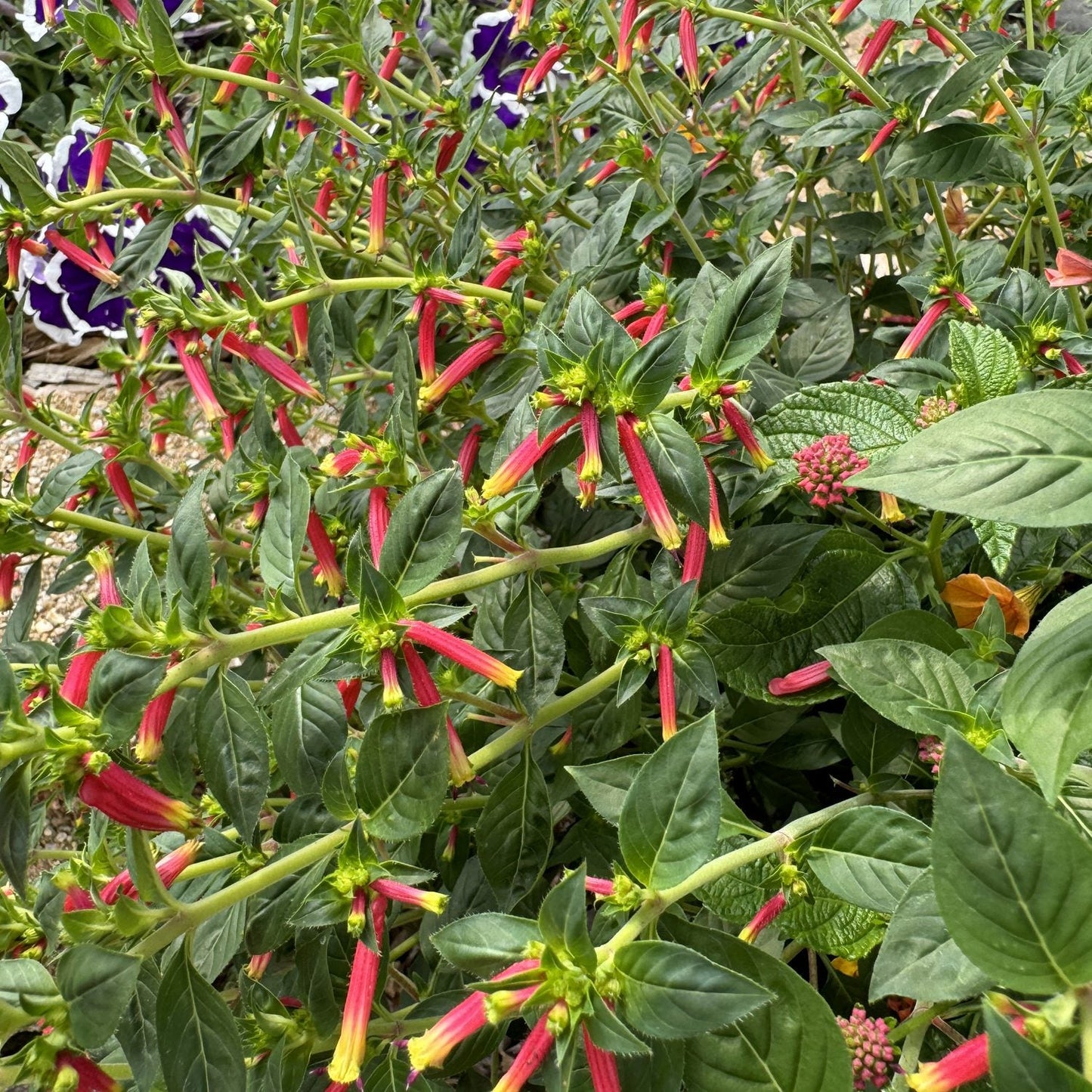 Honeybells Cuphea shows dense green leafy stems topped with tubular red flowers, some rimmed in yellow, thriving outdoors. In the background are purple and white petunias and clusters of small pink flowers - Photo Property of Garden Crossings LLC