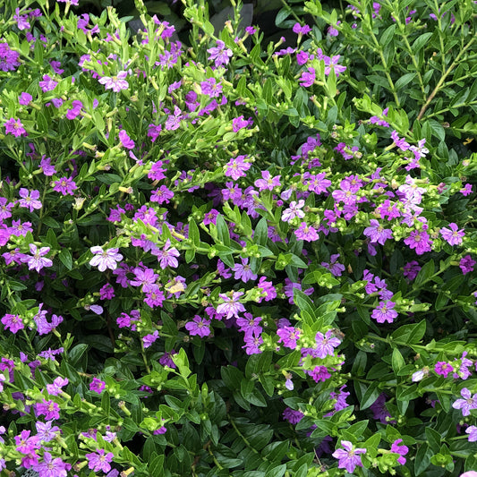 Lavender Lace Cuphea features dense green foliage and clusters of vibrant purple and pink blooms, forming a lush ground cover that attracts hummingbirds and thrives in heat and drought-tolerant gardens - Photo Property of Garden Crossings LLC