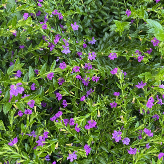 Lavender Lace Cuphea features dense green foliage and vibrant purple blooms. Its narrow, pointed leaves create a lush background for delicate flowers that attract hummingbirds - Photo Property of Garden Crossings LLC