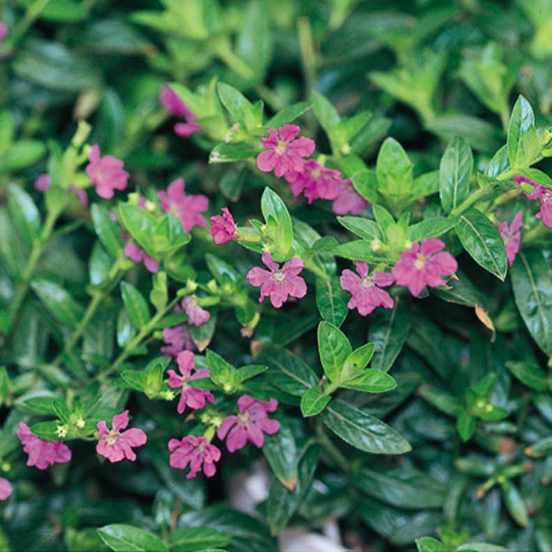 Lavender Lace Cuphea features small, vibrant purple-pink flowers amid lush green foliage - Photo Courtesy of Proven Winners, Inc.