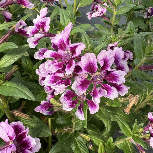 Totally Tempted™ Frosted Violets Cuphea - Photo Property of Garden Crossings LLC