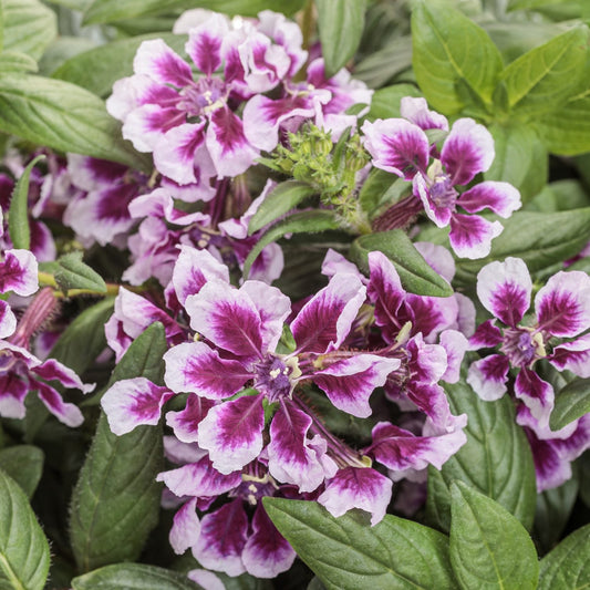 Totally Tempted™ Frosted Violets Cuphea features purple and white blooms with ruffled edges amid green leaves, creating vibrant contrasts as a stunning pollinator plant for any lush, healthy garden - Photo Courtesy of Proven Winners, Inc.