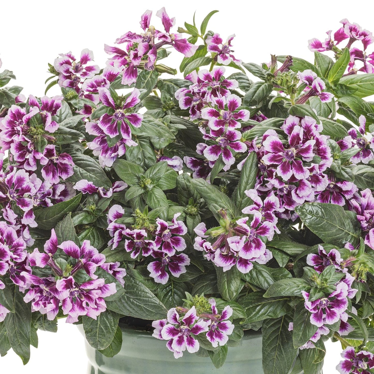 A Totally Tempted™ Frosted Violets Cuphea potted plant featuring dark green leaves and vibrant purple-white bi-colored flowers in a light green pot - Photo Courtesy of Proven Winners, Inc. Decorative pot not included.