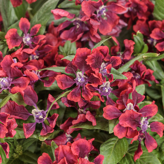 Clusters of Totally Tempted™ Richly Red™ Cuphea showcase ruffled red petals with purple-red centers and lush green leaves - Photo Courtesy of Proven Winners, Inc.