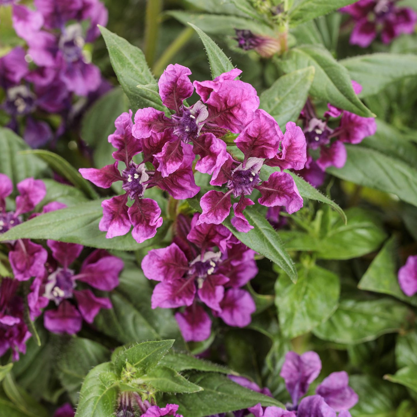 Clusters of vibrant purple, ruffled-petal flowers with deep centers cover the Totally Tempted™ Vivid Violet Cuphea. This long-blooming annual has green, lance-shaped leaves and is a pollinator favorite for any garden - Photo Courtesy of Proven Winners, Inc.