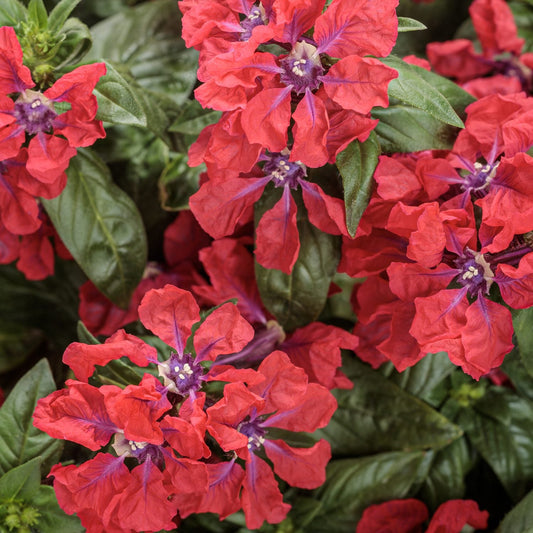 Close-up of Totally Tempted™ Watermelon Wine™ Cuphea with red, crinkled, star-shaped petals and purple centers amid dense, vibrant dark green foliage - Photo Courtesy of Proven Winners, Inc.