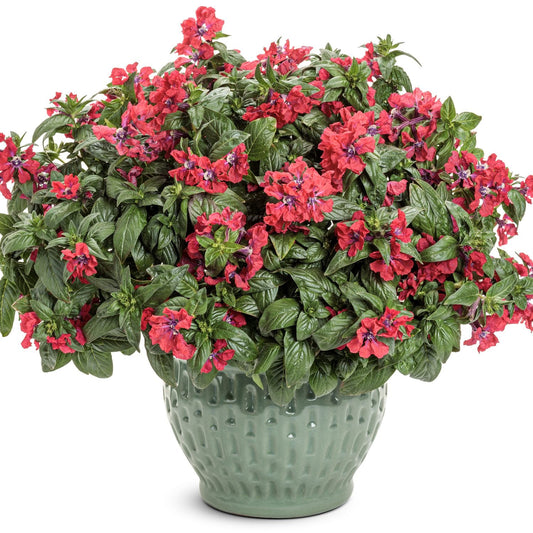 The Totally Tempted™ Watermelon Wine™ Cuphea, a vibrant pollinator plant, shows off glossy green leaves and numerous red-purple blooms in a light green textured ceramic pot against a white background - Photo Courtesy of Proven Winners, Inc. Decorative pot not included.