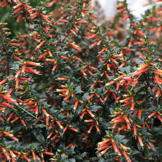 Vermillionaire® Large Firecracker Plant (Cuphea) - Photo Property of Garden Crossings LLC