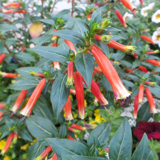 Vermillionaire® Large Firecracker Plant (Cuphea) - Photo Property of Garden Crossings LLC
