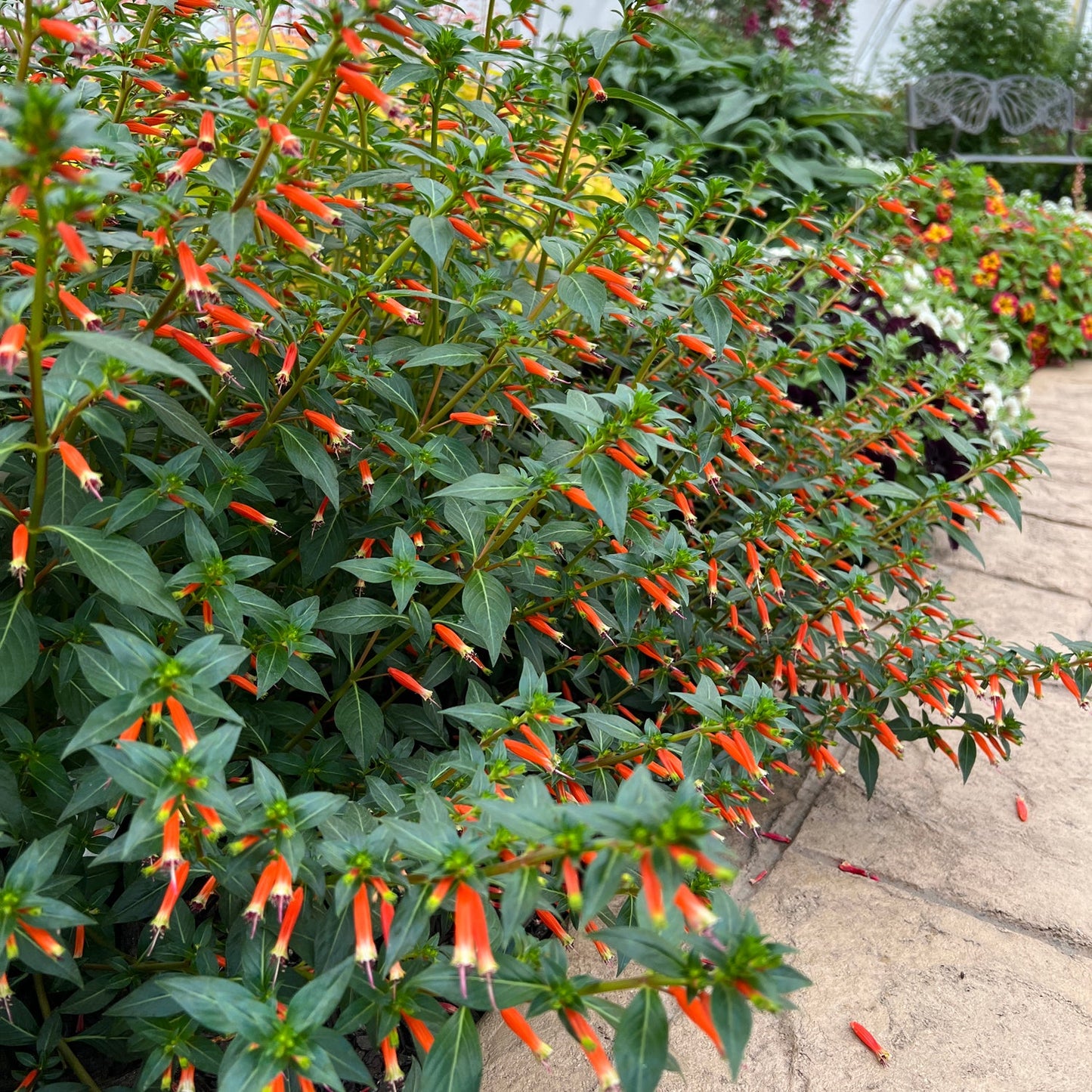 Vermillionaire® Large Firecracker Plants (Cuphea) with dense green foliage line the stone pathway in a lively garden, attracting hummingbirds. Assorted plants and a metal bench appear in the background - Photo Property of Garden Crossings LLC