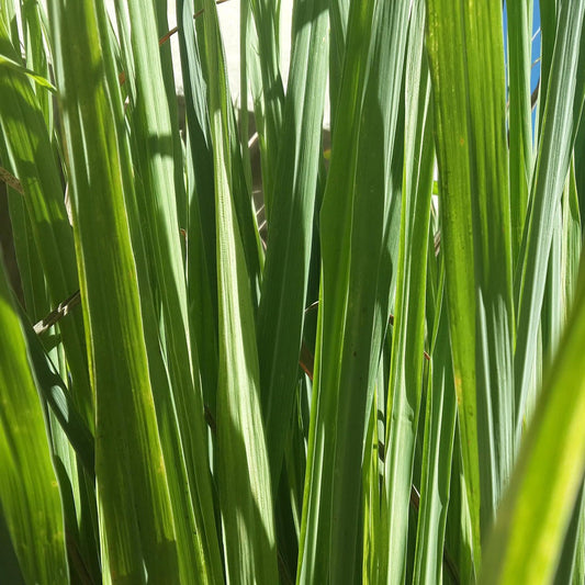 Close-up of tall, green Lemon Grass Cymbopogon blades, sunlight streaming through and highlighting leaf textures - Photo Courtesy of Pixabay