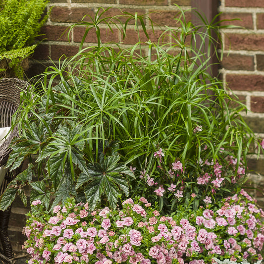 Graceful Grasses® Baby Tut® Umbrella Grass (Cyperus) - Photo Courtesy of Proven Winners, Inc.