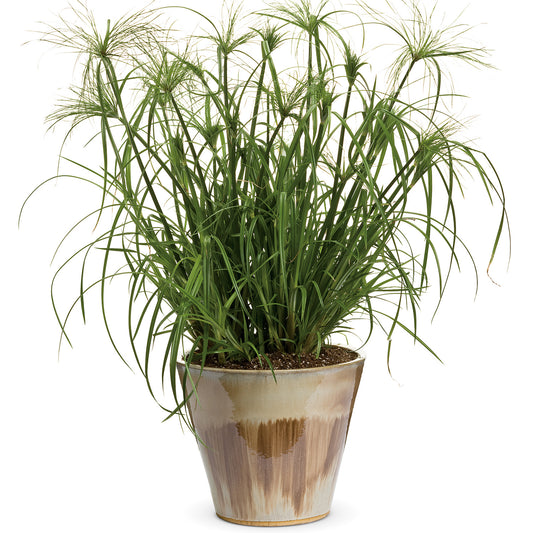 Graceful Grasses® King Tut® Egyptian Papyrus (Cyperus) - Photo Courtesy of Proven Winners, Inc.