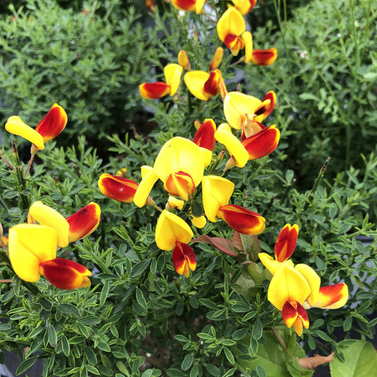 Sister Disco® Scotch Broom (Cytisus) - Photo Property of Garden Crossings LLC