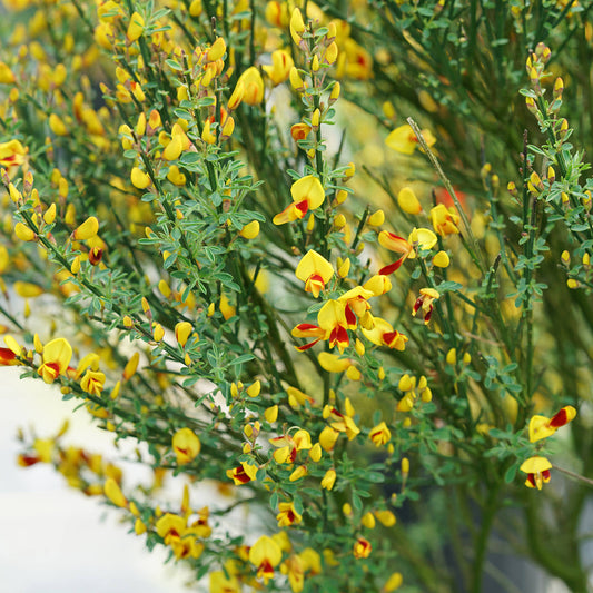 Sister Disco® Scotch Broom (Cytisus) - Photo Courtesy of Proven Winners, Inc.