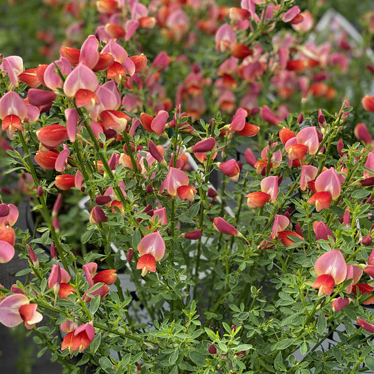 Sister Rosie® Scotch Broom (Cytisus) - Photo Property of Garden Crossings LLC