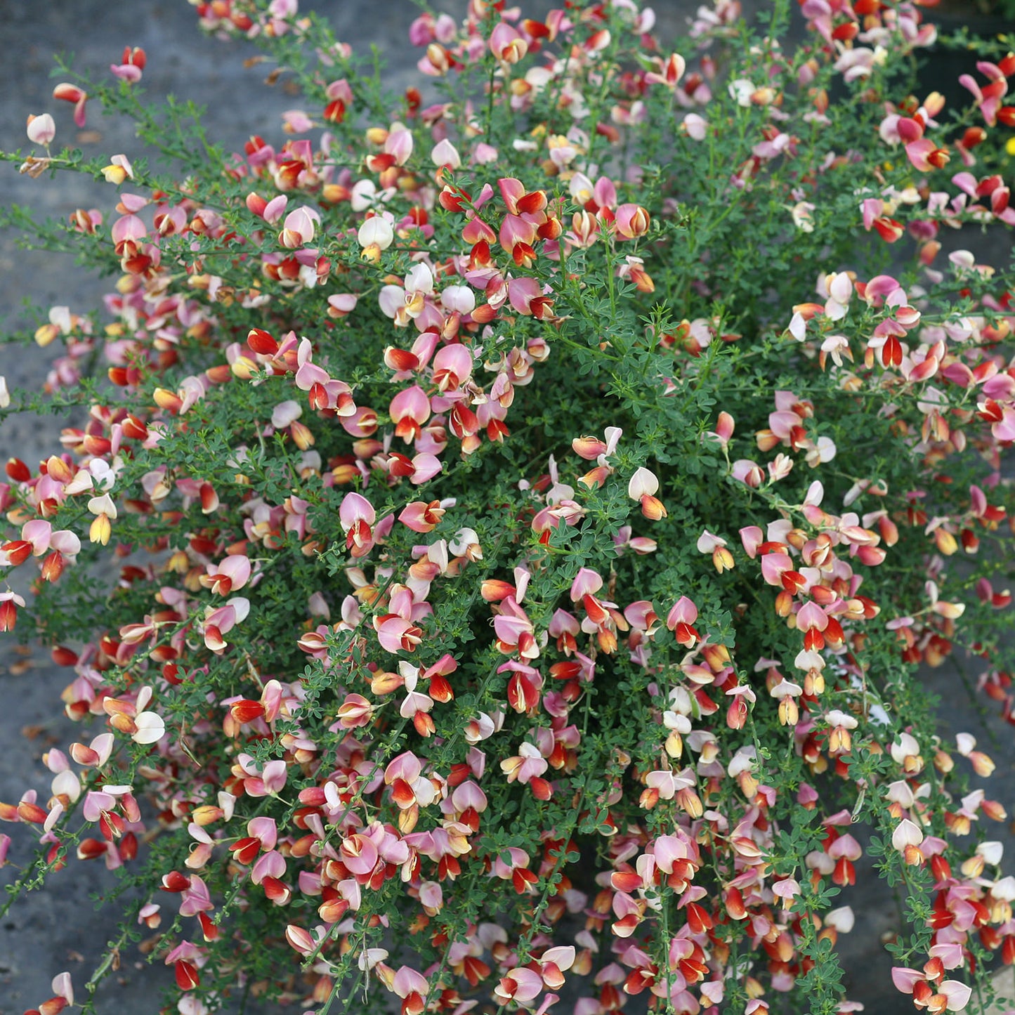Sister Rosie® Scotch Broom (Cytisus) - Photo Courtesy of Proven Winners, Inc.