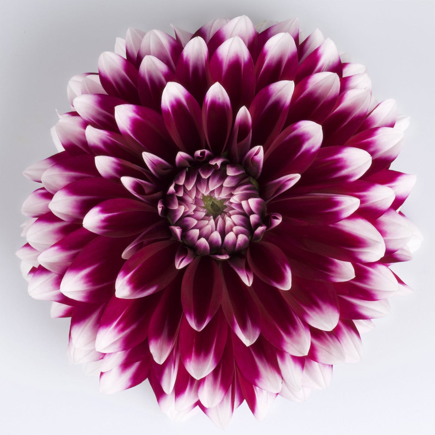 A close-up of a single Dalina® Grande Cancun Dahlia, featuring vibrant maroon petals that fade to white at the tips, arranged symmetrically in a circular pattern on a plain white background - Photo Courtesy of Ball Horticulure, Inc.
