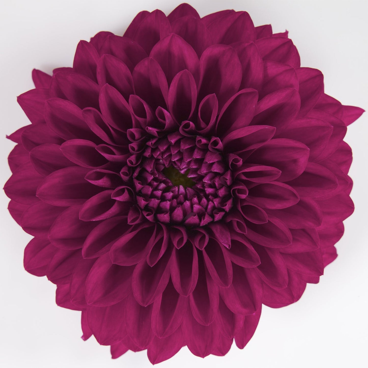 A close-up of the Dalina® Grande Castillo Dahlia in full bloom, displaying its striking layered petals radiating from the center - Photo Courtesy of Ball Horticulure, Inc.
