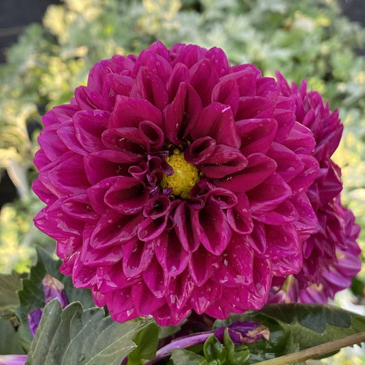 Dalina® Grande Castillo Dahlia - Photo Property of Garden Crossings LLC