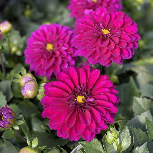Dalina® Grande Castillo Dahlia - Photo Property of Garden Crossings LLC