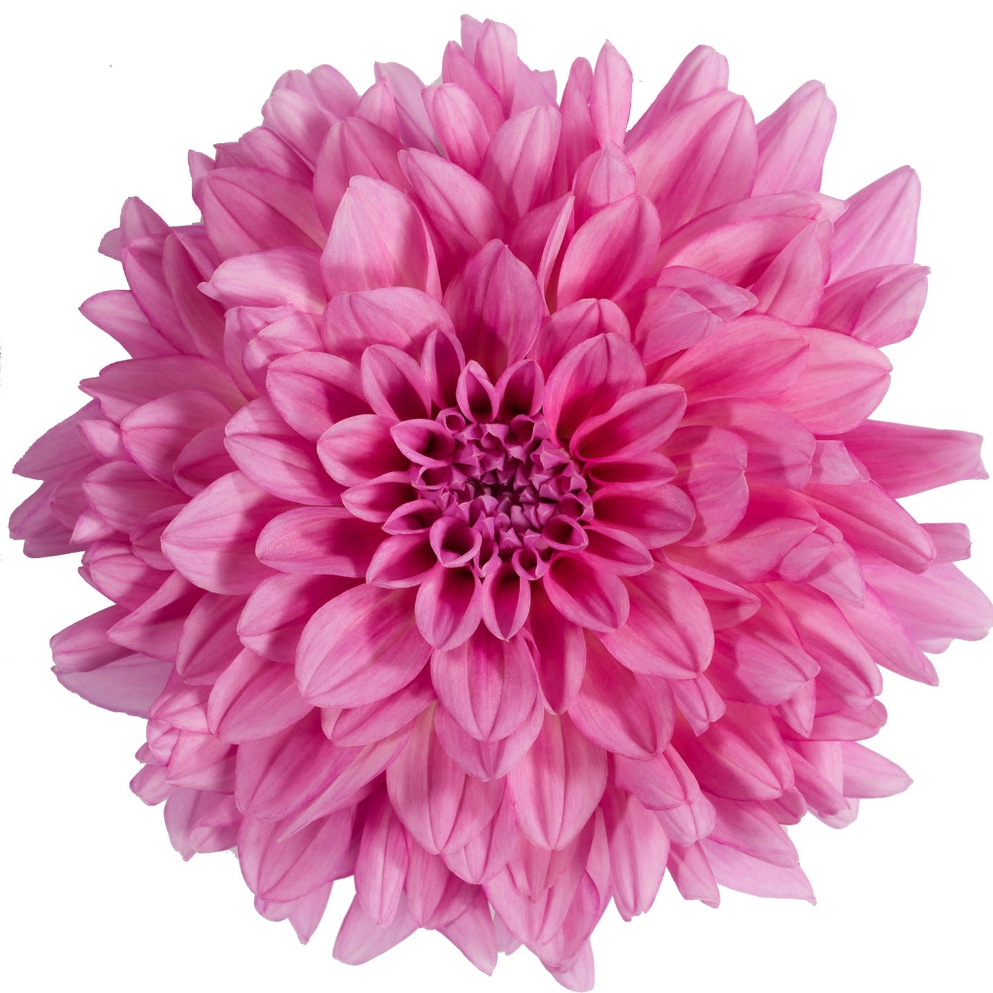 A close-up of the Dalina® Grande Cozumel Dahlia in vibrant bubblegum pink, showcasing layers of pointed petals radiating outward against a white background - Photo Courtesy of Ball Horticulure, Inc.