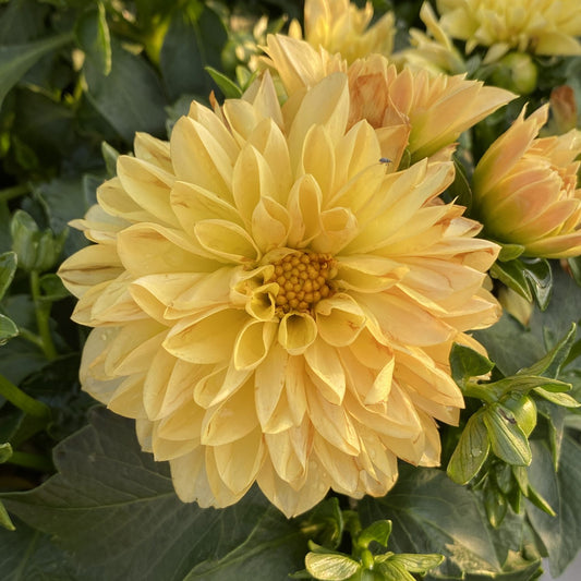 Dalina® Grande Romero Dahlia - Photo Property of Garden Crossings LLC