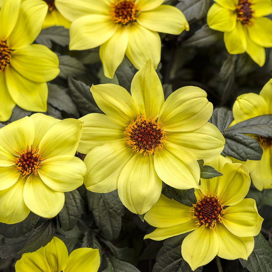 Mystic Illusion Dahlia features bright yellow blooms with dark centers, surrounded by lush dark foliage. Broad petals overlap slightly - Photo Courtesy of Proven Winners, Inc.