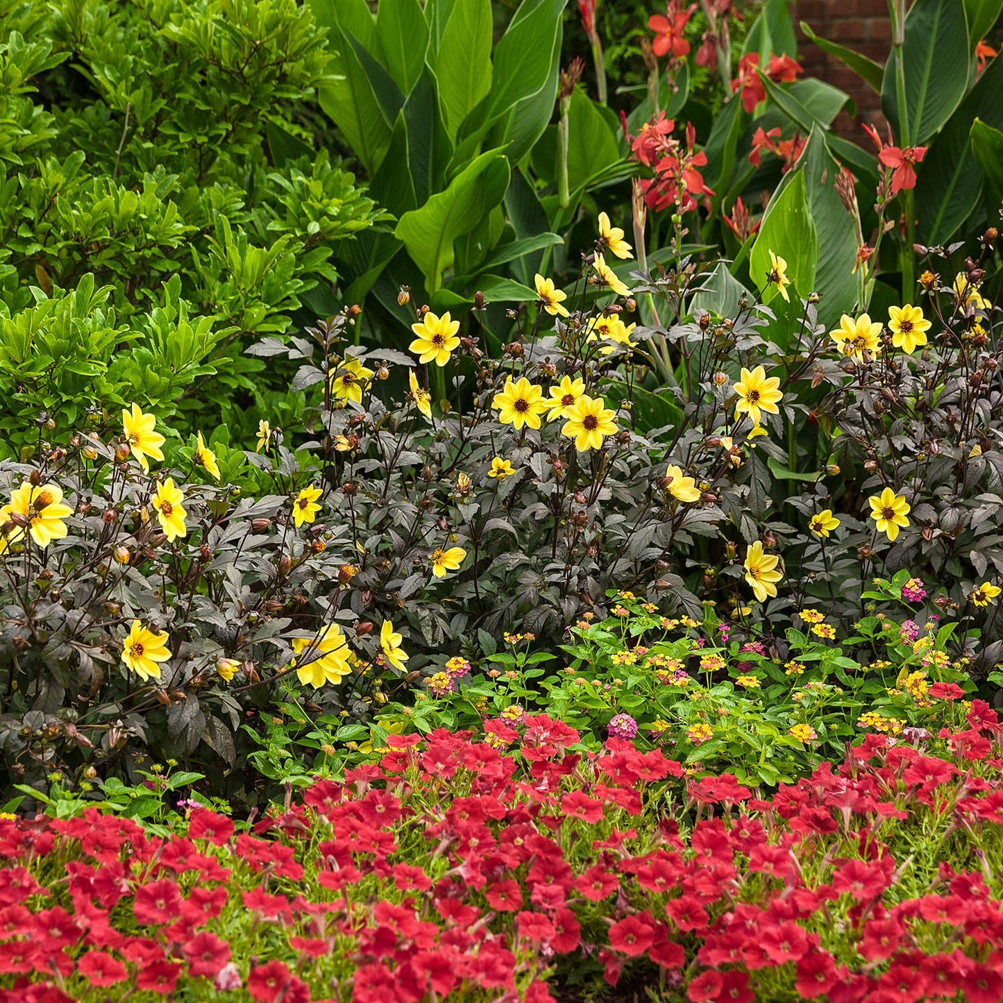 A vibrant garden scene showcases the bright yellow Mystic Illusion Dahlia, lush dark green foliage, tall leaves, and clusters of red blossoms in the foreground for a colorful, layered display - Photo Courtesy of Proven Winners, Inc.
