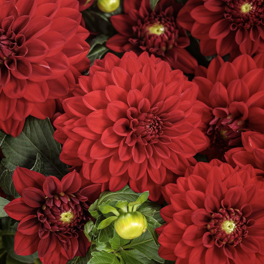 Close-up of vibrant deep red dahlias, Virtuoso™ Classy Carmine™ Dahlia with layered petals, surrounded by green leaves and a few unopened yellow-green buds - Photo Courtesy of Proven Winners, Inc.