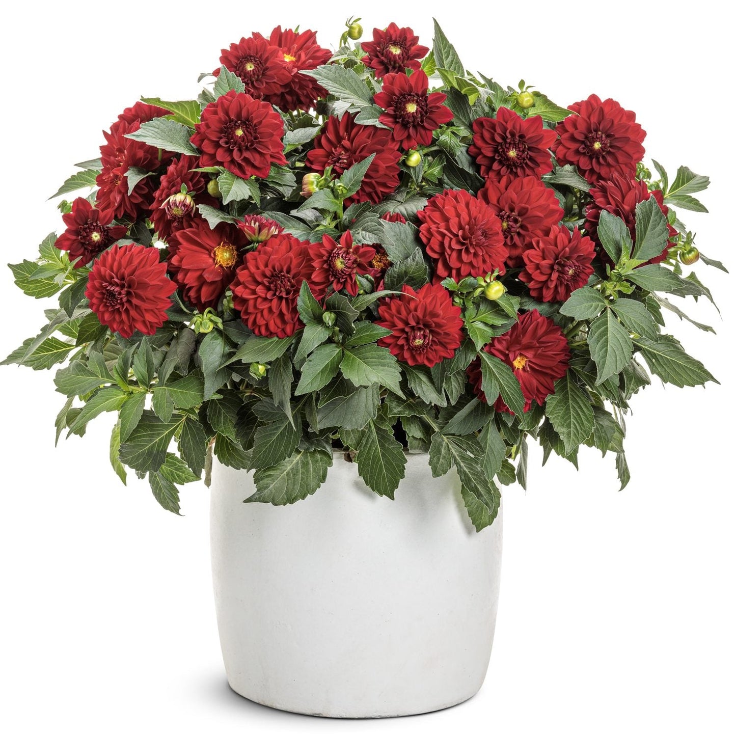 A white pot brimming with lush green foliage and abundant Virtuoso™ Classy Carmine™ Dahlia blooms displays deep red petals on a plain white background - Photo Courtesy of Proven Winners, Inc. Decorative pot not included.