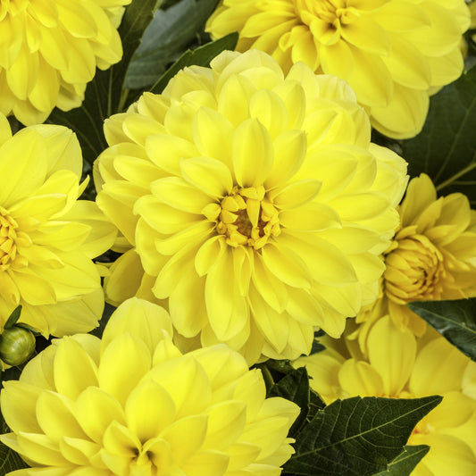 Virtuoso™ Dayglo Yellow™ Dahlia - Photo Courtesy of Proven Winners, Inc.