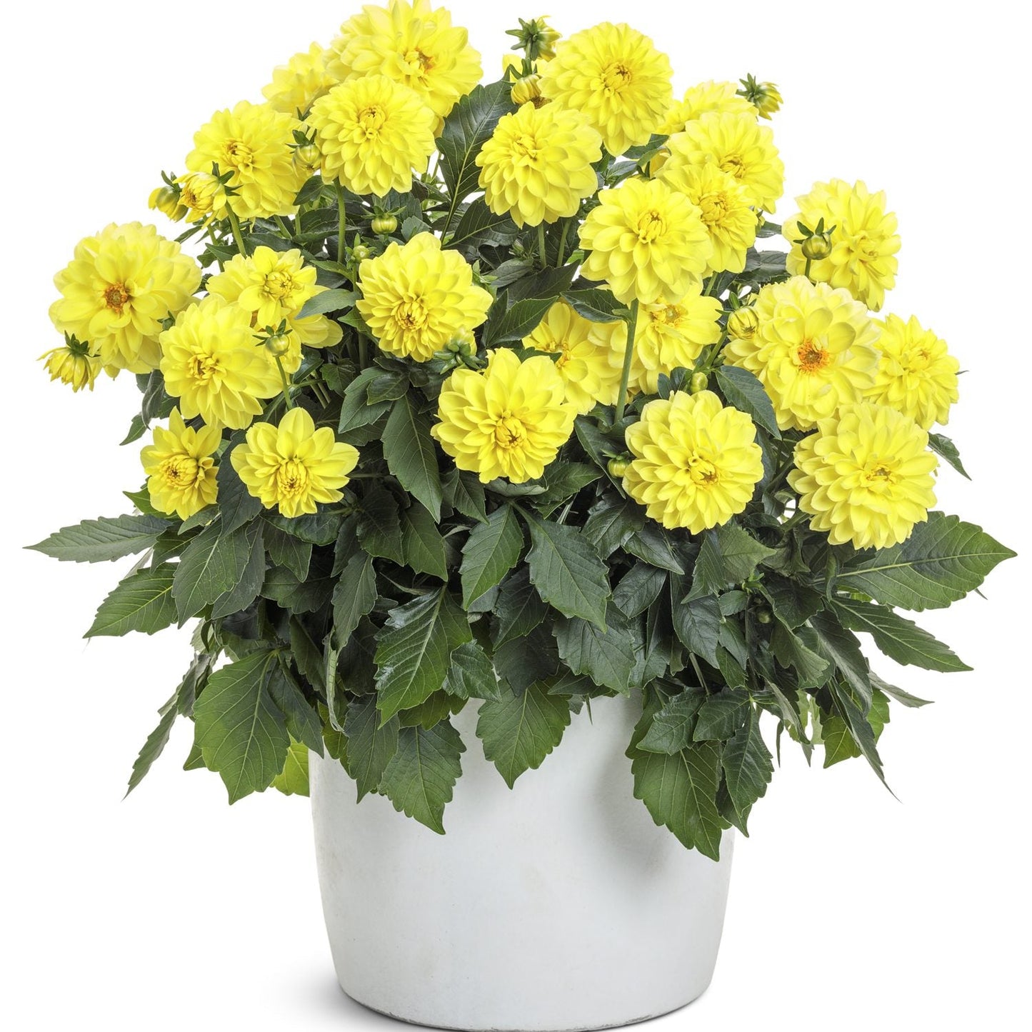 A white pot yellow Virtuoso™ Dayglo Yellow™ Dahlia flowers in full bloom, set against a plain white background - Photo Courtesy of Proven Winners, Inc. Decorative pot not included.