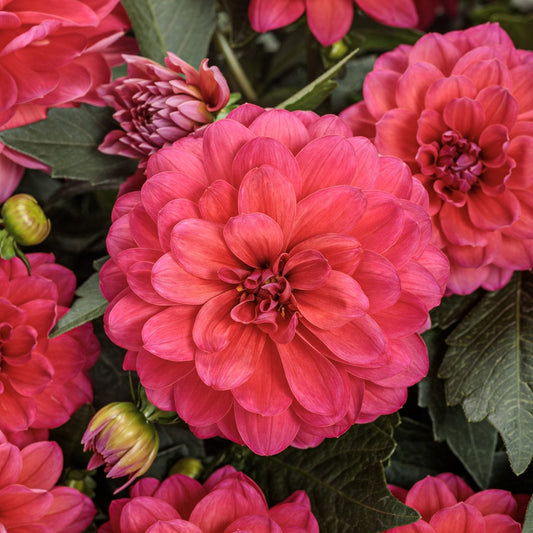 A close-up of bright raspberry pink Virtuoso™ Rad Raz™ Dahlia flowers with lush green leaves, layered petals radiating outward along with several buds and partially opened blooms - Photo Courtesy of Proven Winners, Inc.