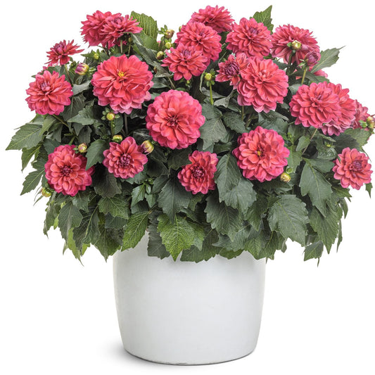A white pot holds green Virtuoso™ Rad Raz™ Dahlia plant, displaying abundant raspberry pink layered blooms and several unopened buds - Photo Courtesy of Proven Winners, Inc. Decorative pot not included.