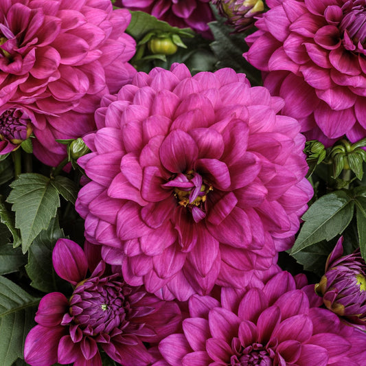 A close-up of Virtuoso™ Vibrant Violet™ Dahlia in full bloom, featuring magenta and purple hues. Surrounded by green leaves and buds - Photo Courtesy of Proven Winners, Inc.
