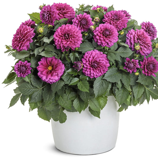 A white pot holds lush green leaves and blooming purple Virtuoso™ Vibrant Violet™ Dahlia flowers, set against a plain white background - Photo Courtesy of Proven Winners, Inc. Decorative pot not included.