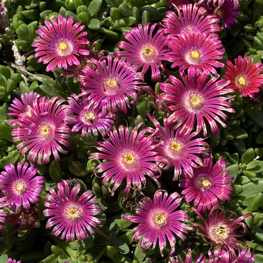 Granita® Raspberry Ice Plant (Delosperma) - Photo Property of Garden Crossings LLC