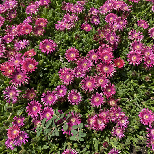 Granita® Raspberry Ice Plant (Delosperma) - Photo Property of Garden Crossings LLC